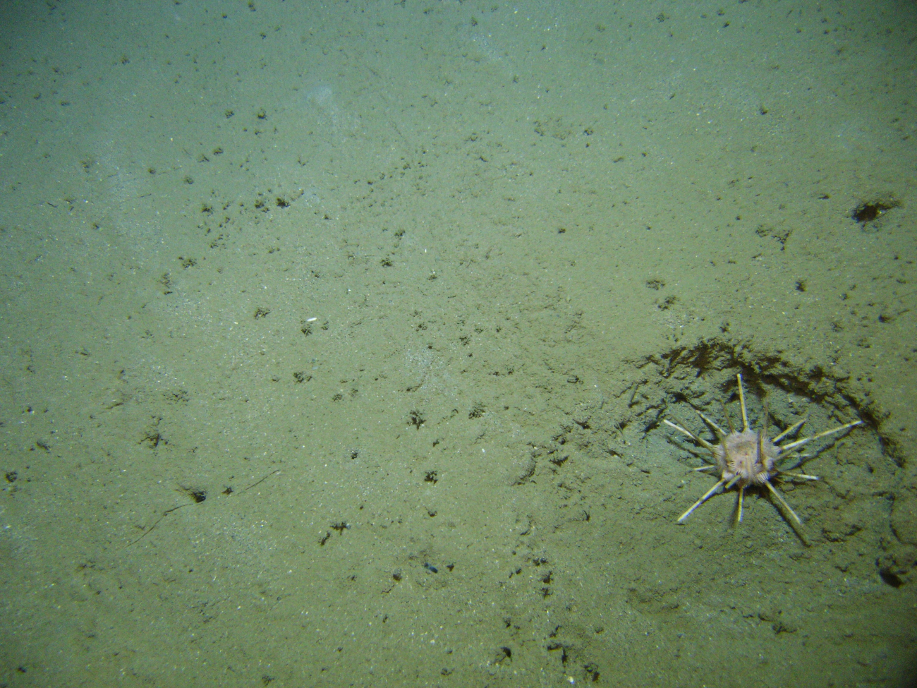 A pencil urchin in a depression on the seafloor