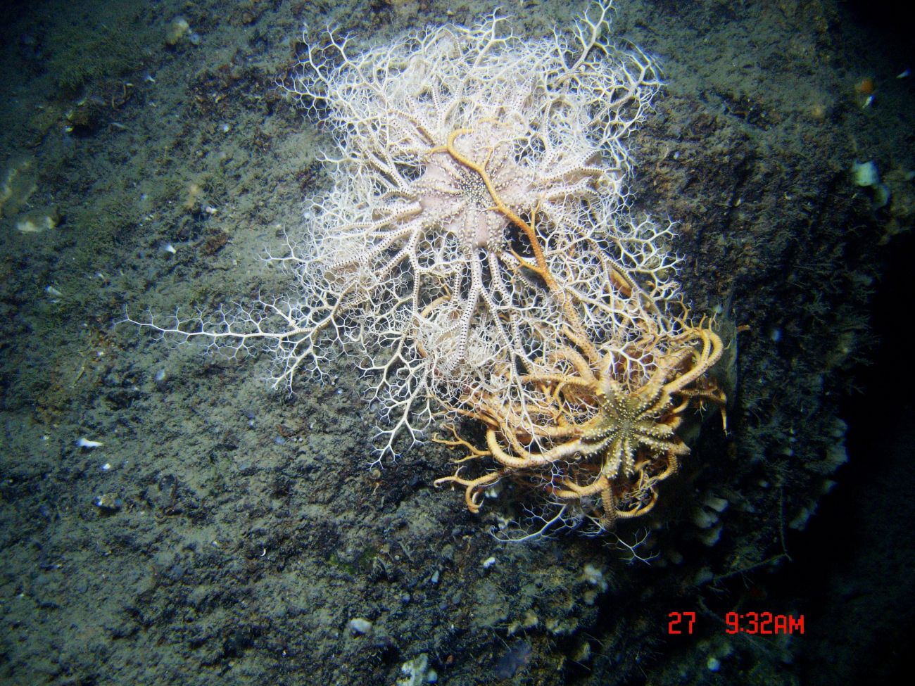 Two intertwined basket stars - one white and one yellow