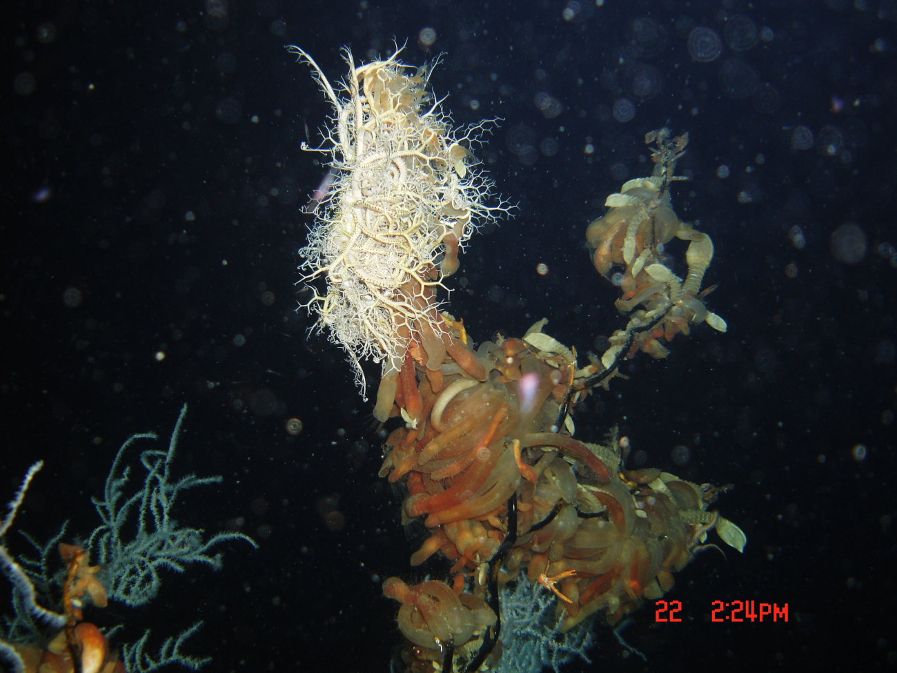 A large basket star on an agglomeration of gooseneck barnacles at the top of a white black coral bush (Leiopathes glaberrima)
