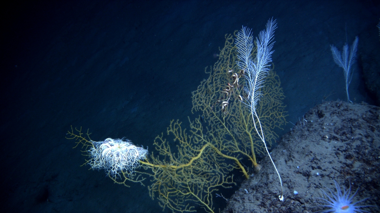 A large basket star seemingly defying gravity on the branch of a paramuricidcoral