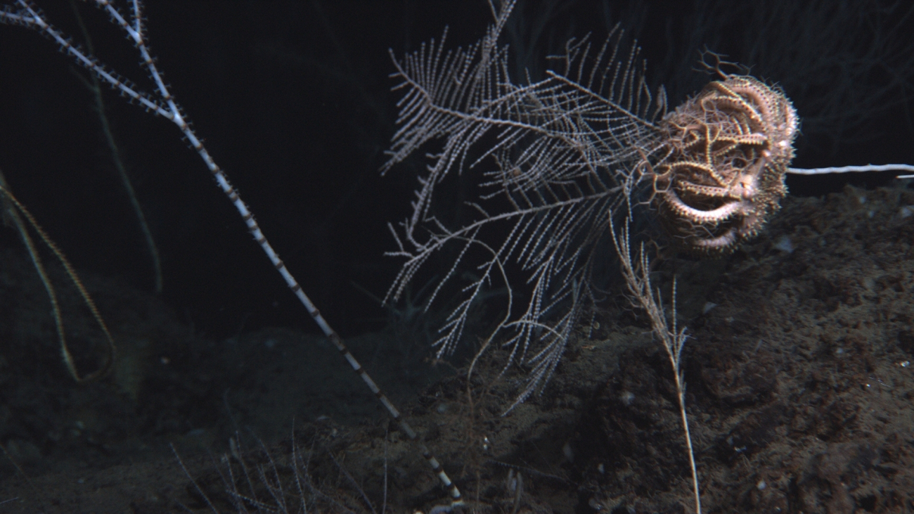 A bamboo coral to the left, a large basket star on a Callogorgia americana coral on the right