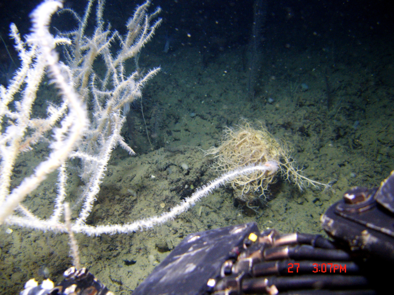 Deep sea coral, Leiopathes glaberrima, and large basket star on sea floor