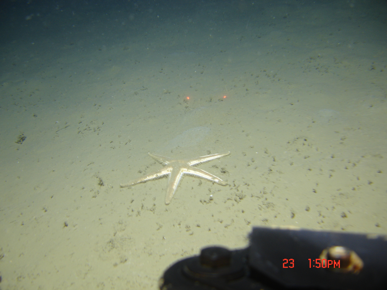 A large white sea star on a mud bottom