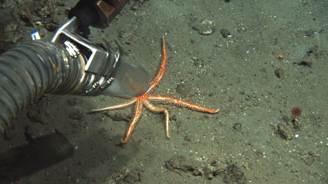 The sea star is left alone only to be sucked up  by the vacuum samplingdevice on the ROV