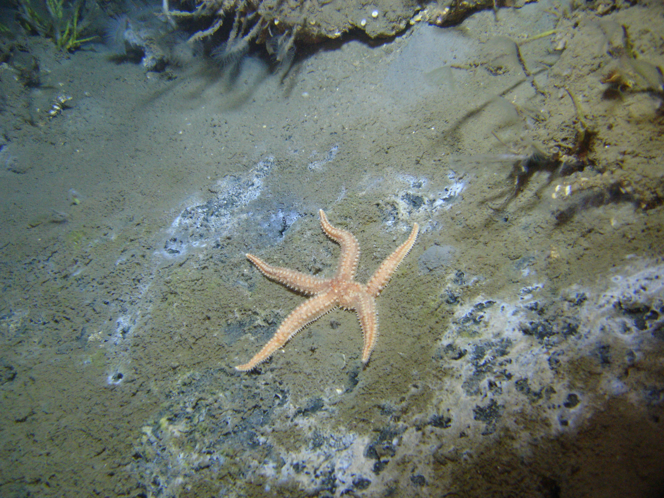 A sea star in a cold seep area