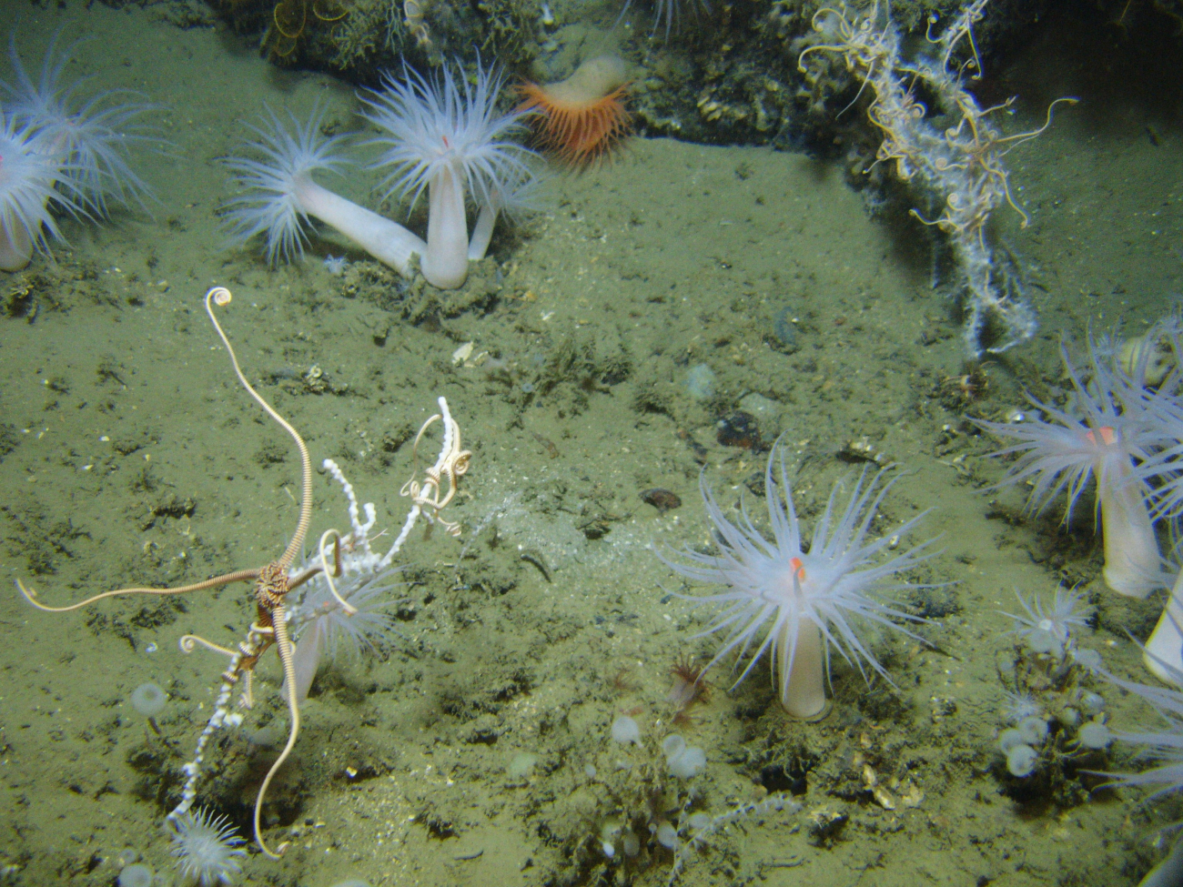 Brittle stars cover small white corals, small white globular sponges, and whiteanemones with orange mouths