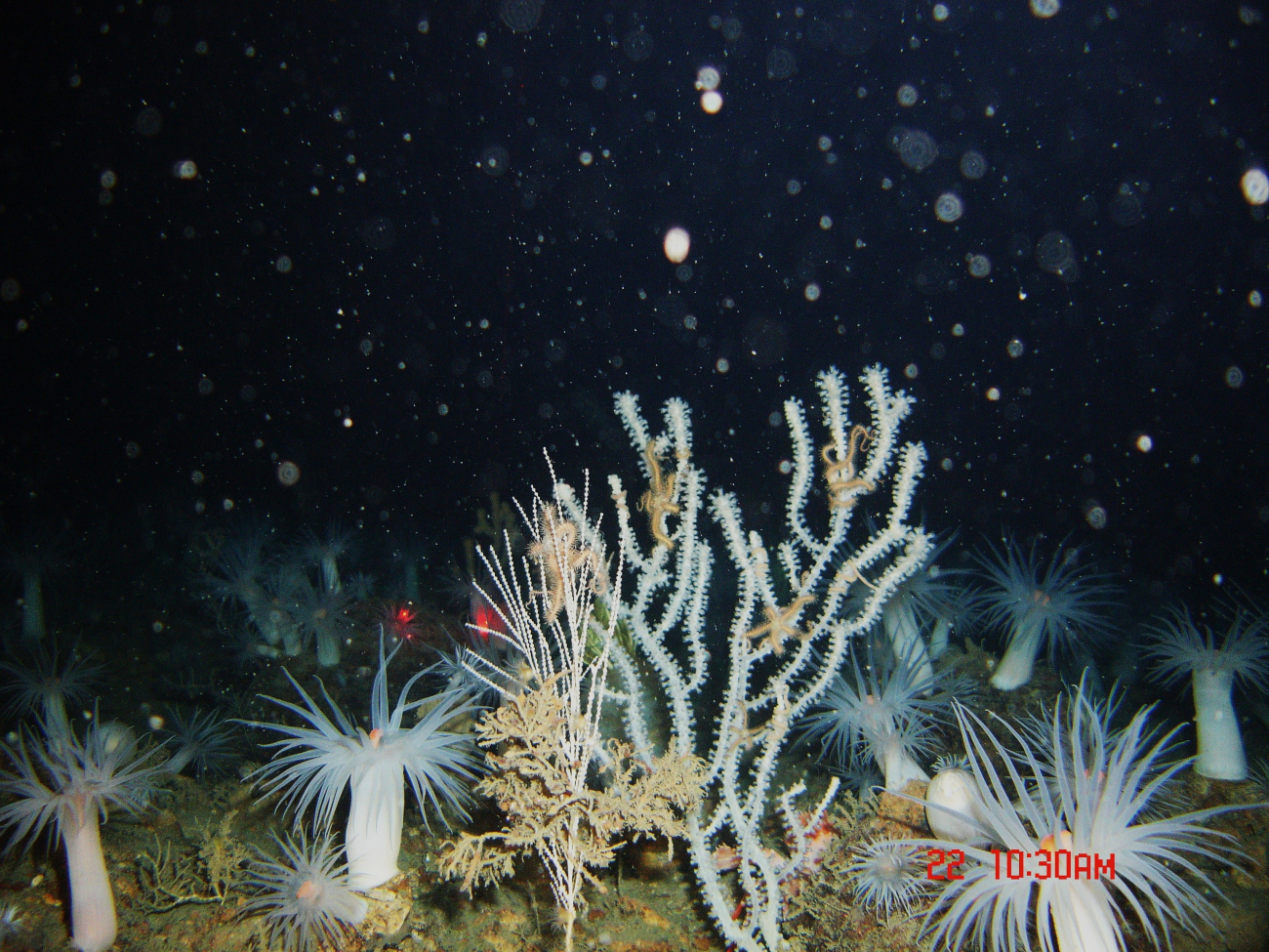 A garden of large white anemones with orange mouths and a white bamboocoral with fairly robust brittle stars