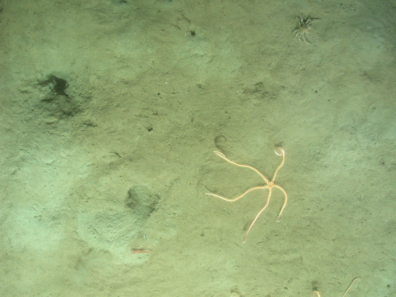 A crab, shrimp, and brittle star with arms extended upward on a mud substrate