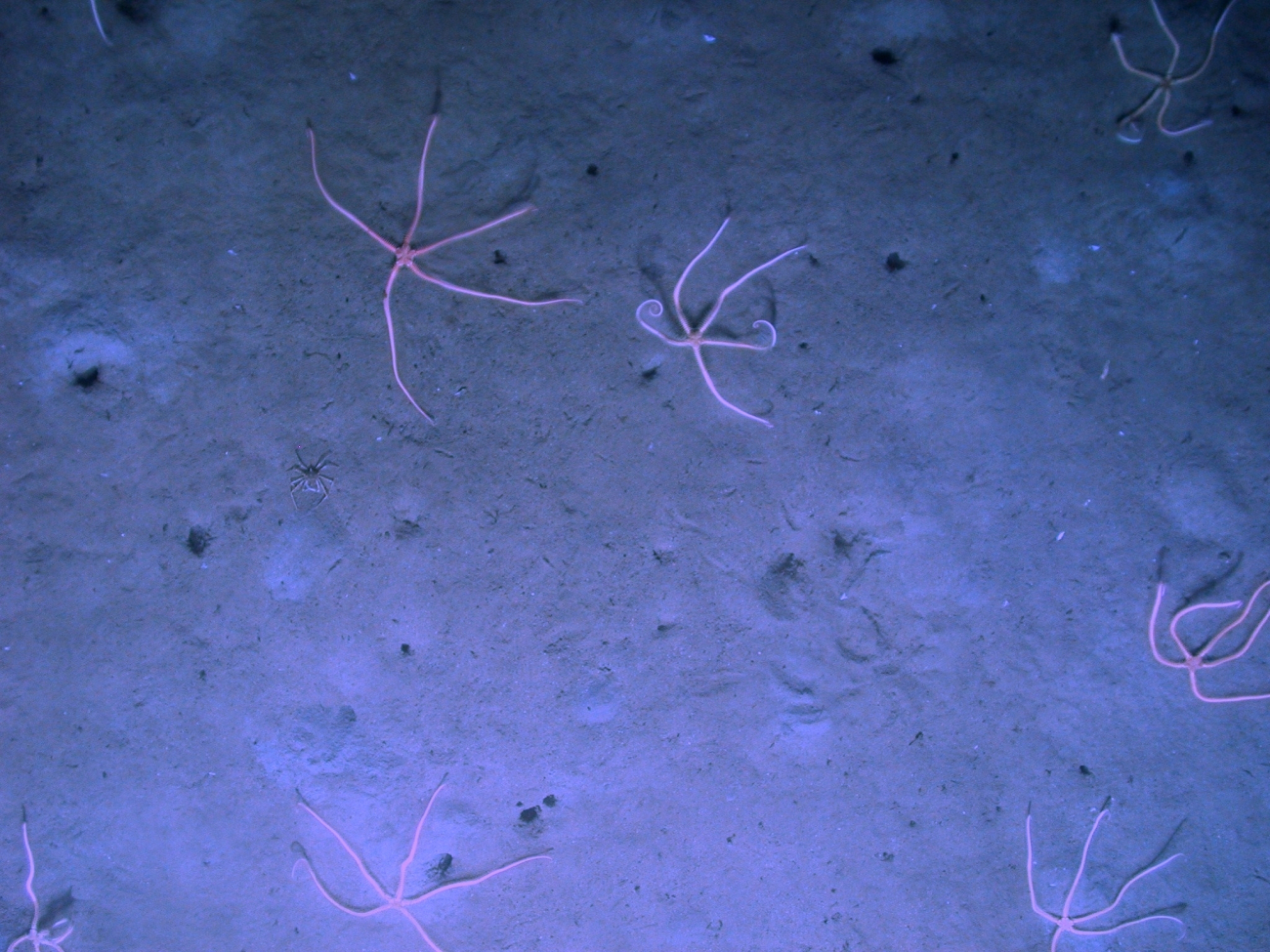A small lithodid crab and a herd of white brittle stars