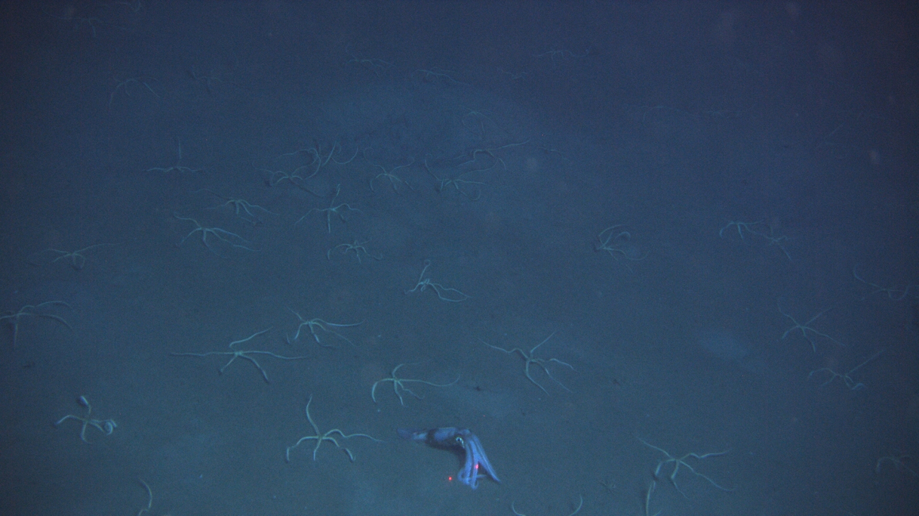 A lone squid on the seafloor amidst an army of brittle stars