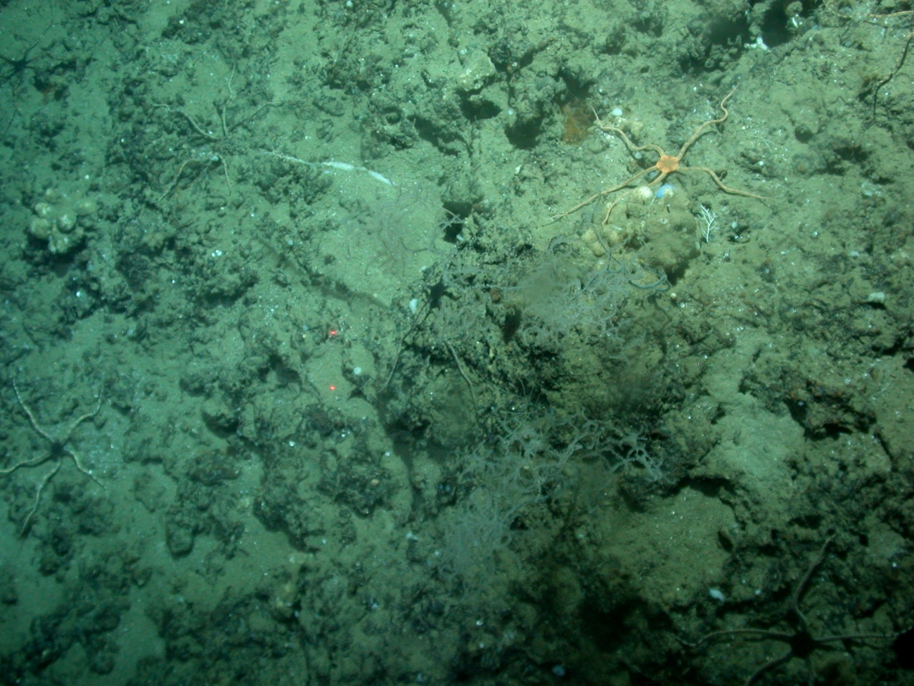 Two different species of brittle stars are apparent in this image, the largeorange star in the upper right, and two or three brittle stars with a blackcentral disk and banded arms