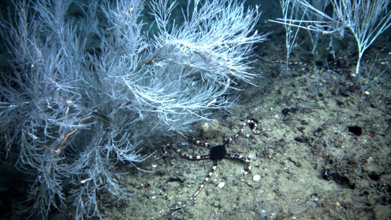 A striking brittle star with black central disk and banded black and yellowbrown arms at the base of a stand of white bamboo coral