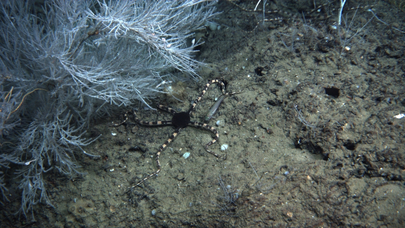 A striking brittle star with black central disk and banded black and yellowbrown arms at the base of a stand of white bamboo coral