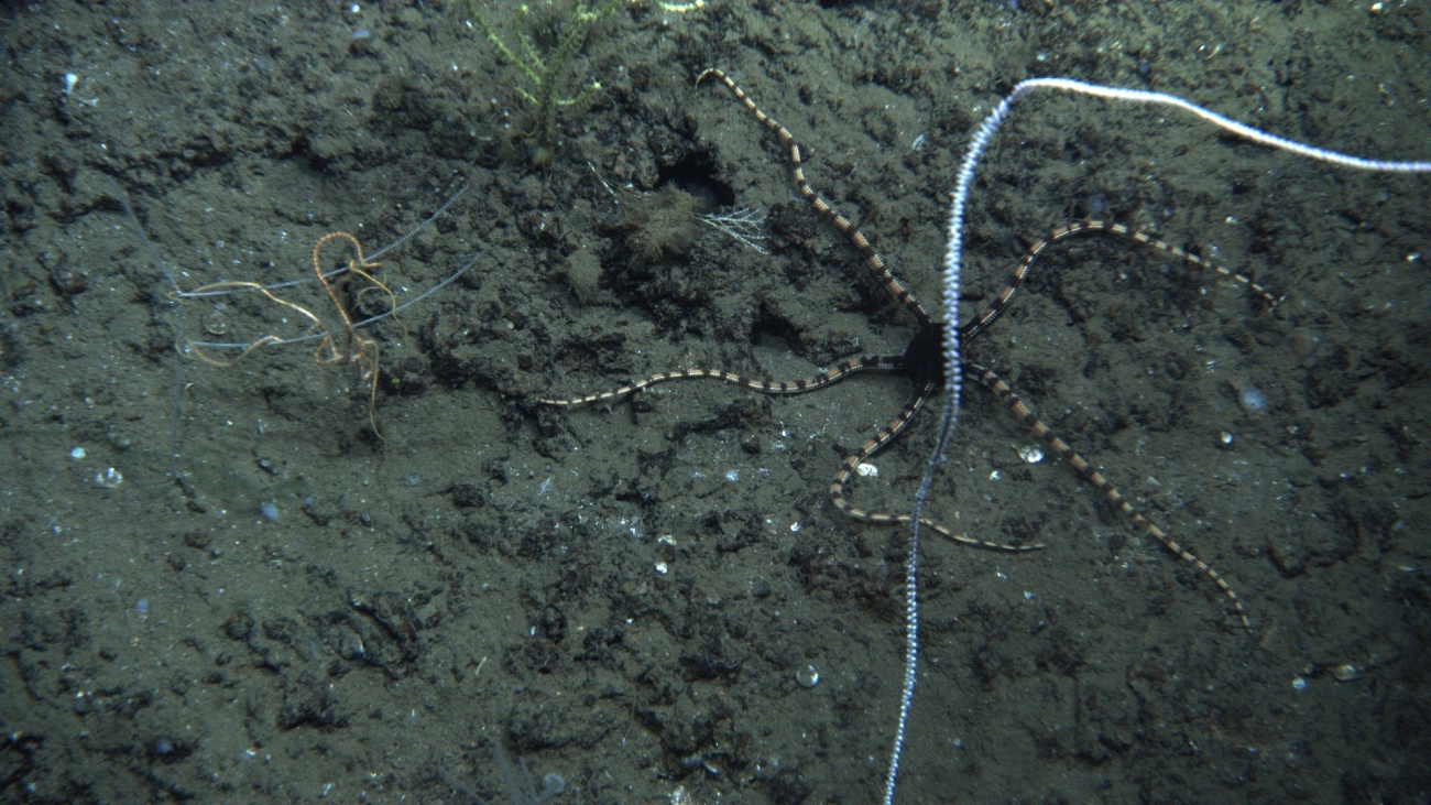A striking brittle star with black central disk and banded black and yellowbrown arms below a bamboo whip coral