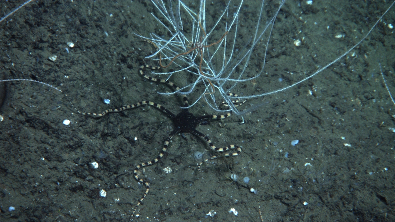 A striking brittle star with black central disk and banded black and yellowbrown arms below a small bamboo coral bush