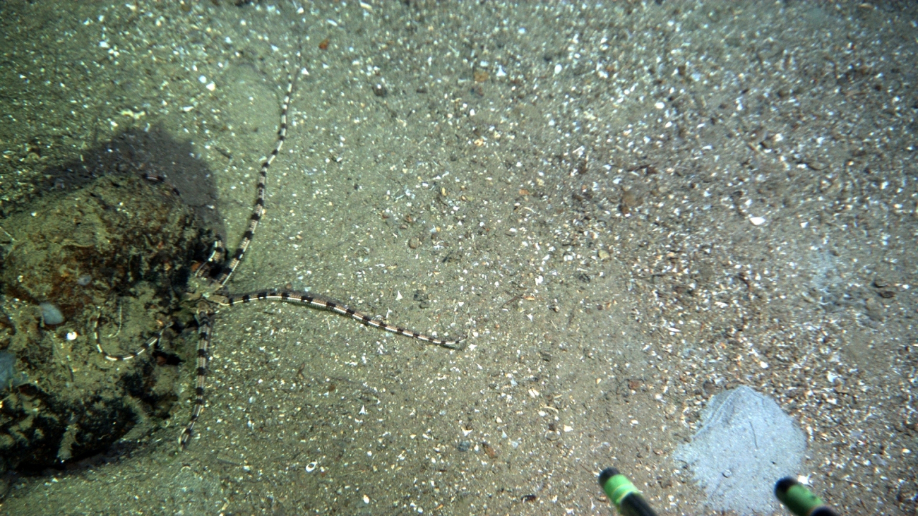 A brown and black banded brittle star next to a small boulder on a sand andshell substrate