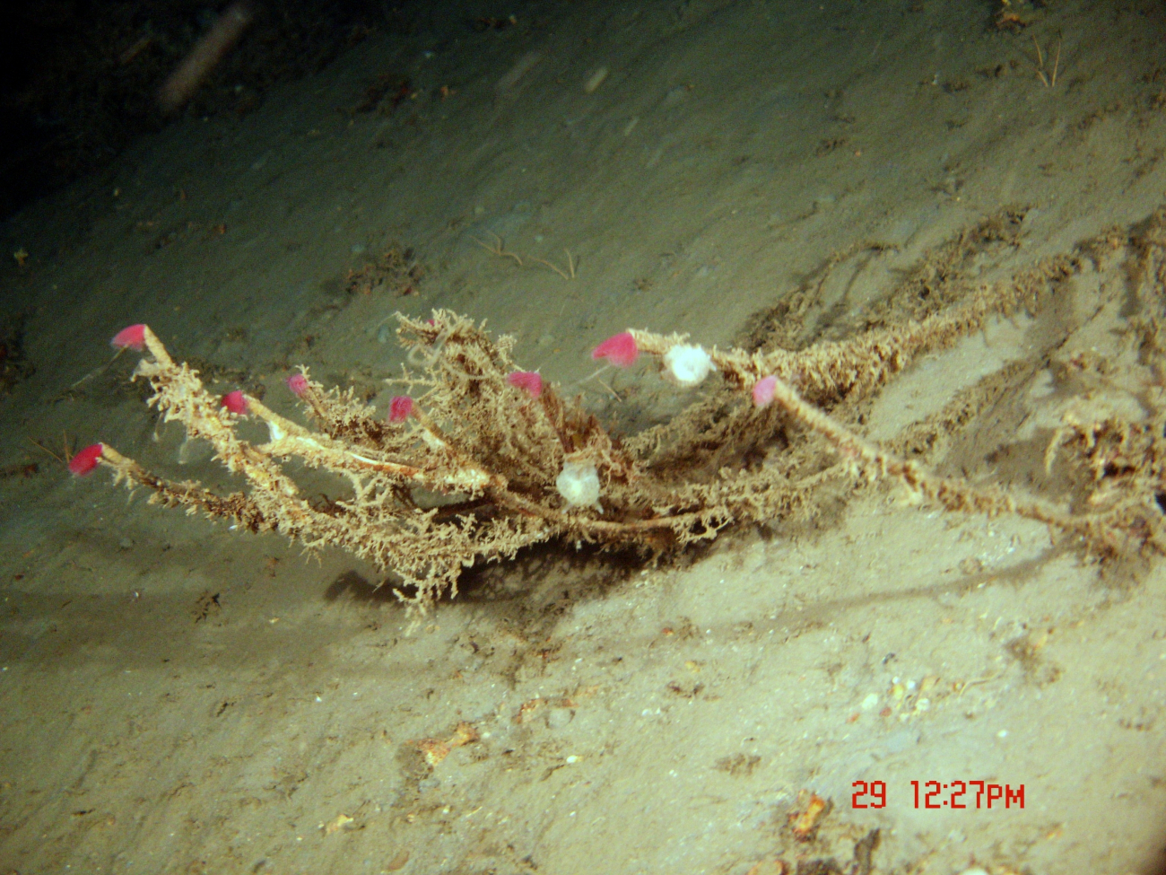 Tube worms with red tentacles extended