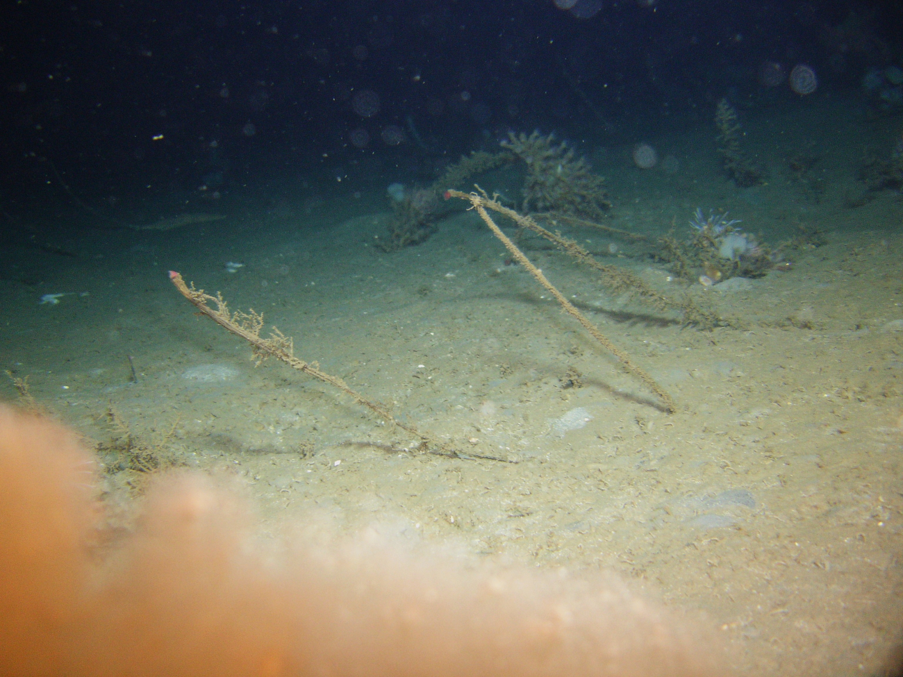 Widely dispersed tube worms