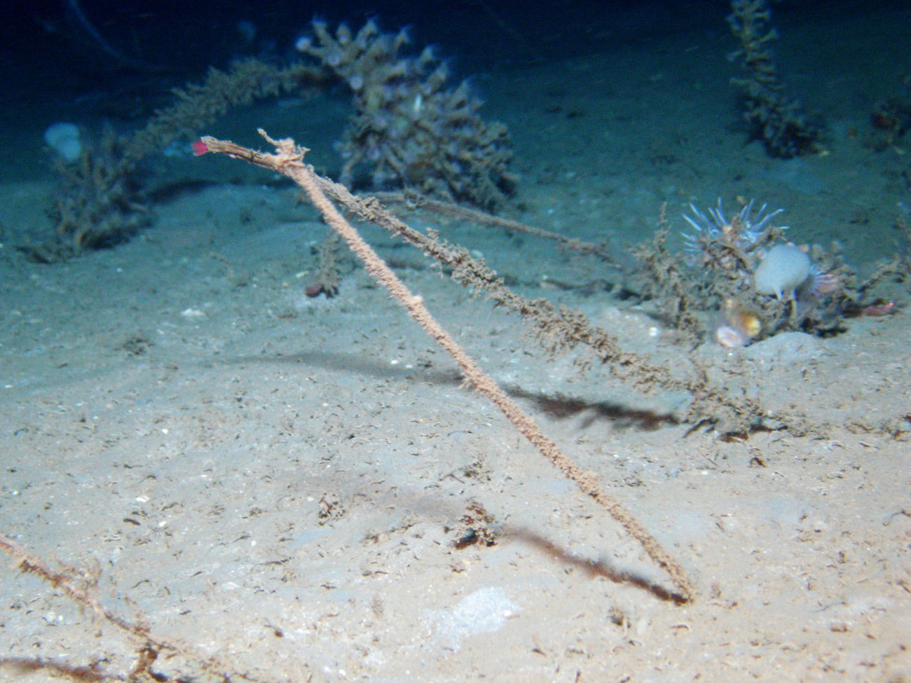 Widely dispersed tube worms
