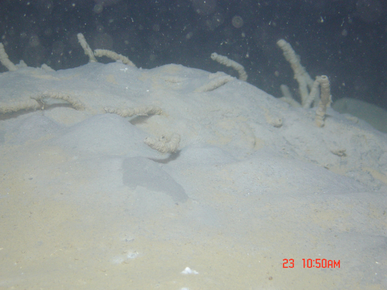 A colony of tube worms on a hummocky sediment bottom