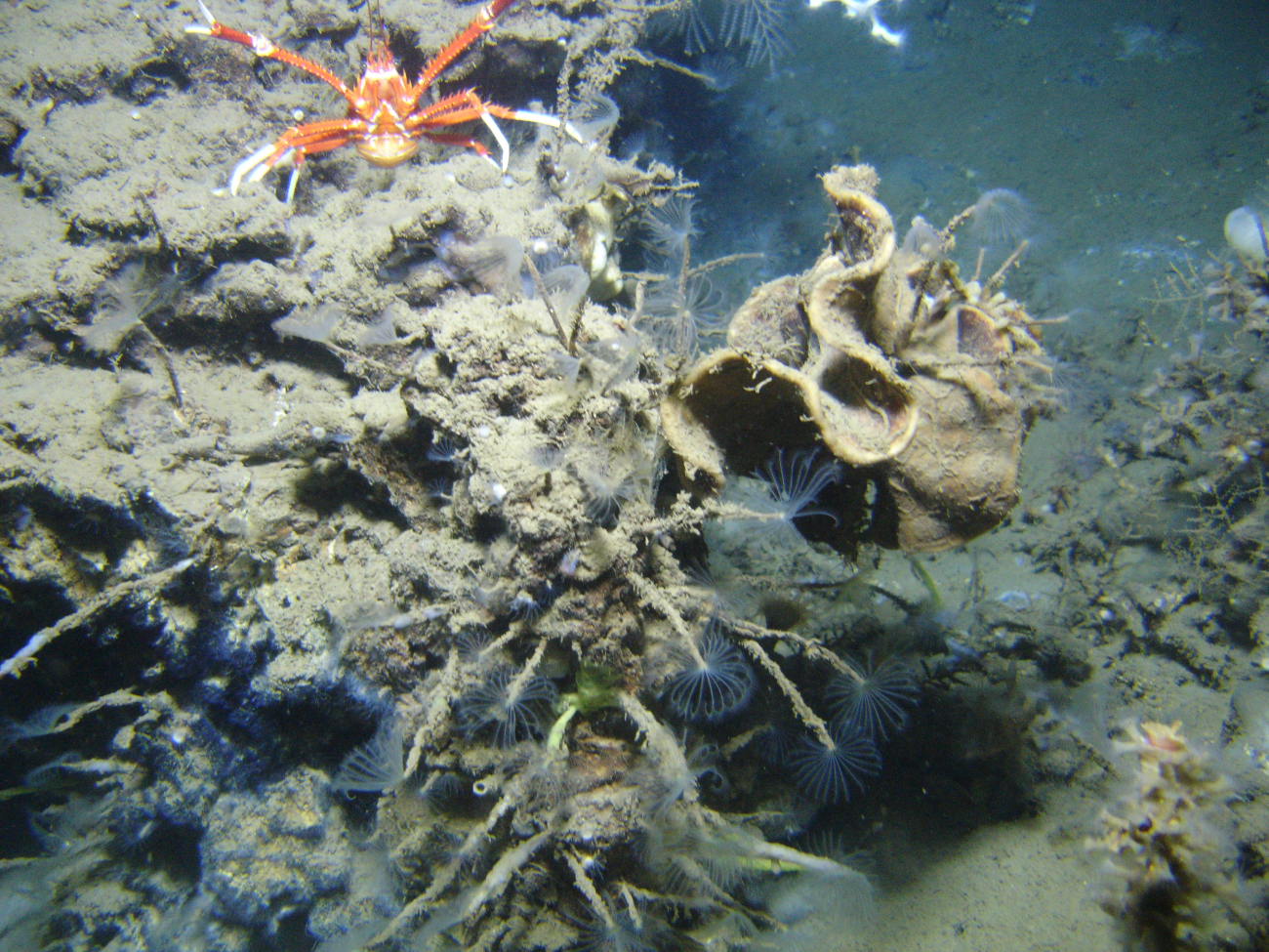 An outcrop in a cold seep area with a large orange and white squat lobster andnumerous tube worms with feeding tentacles extended