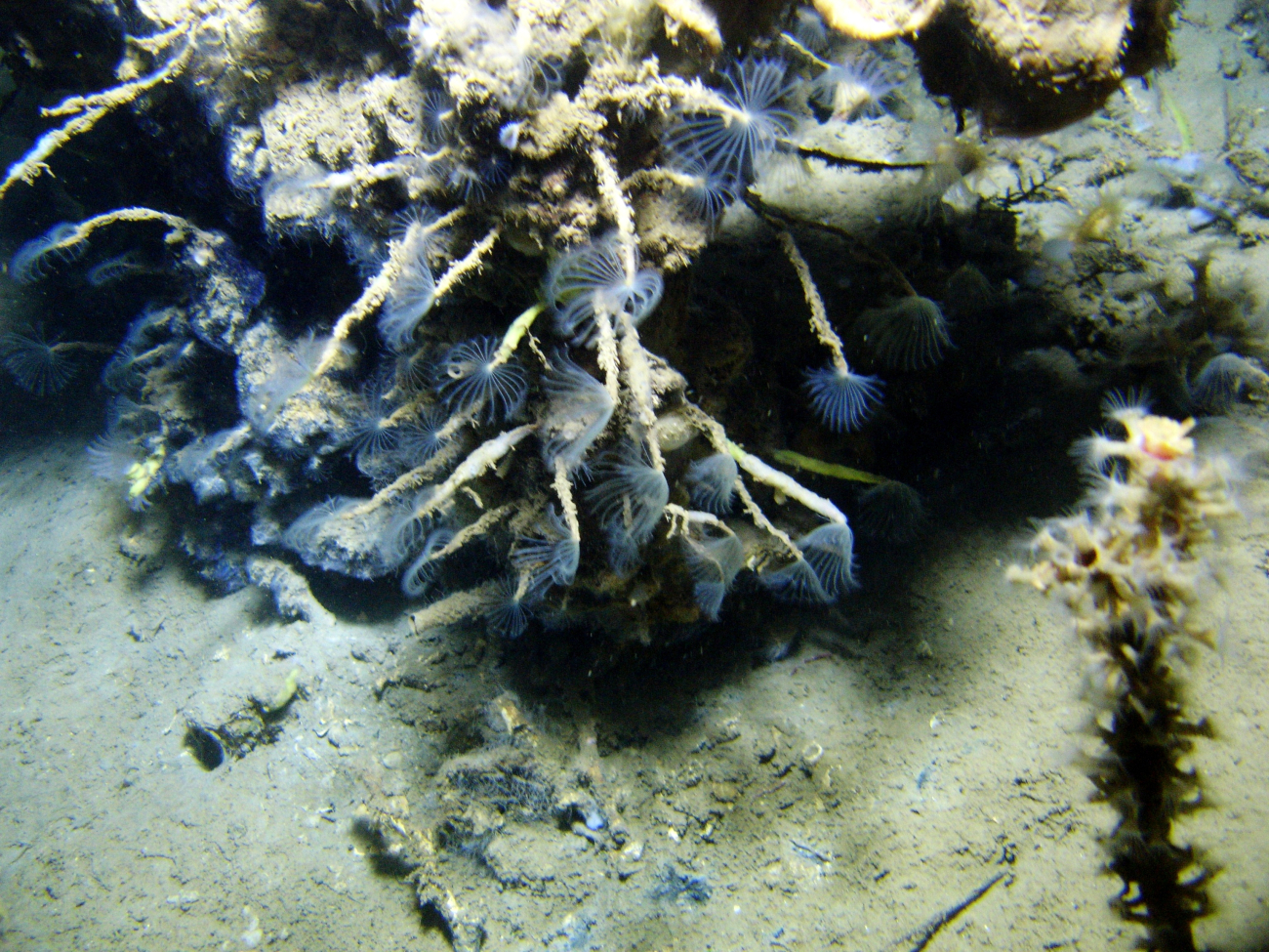 An outcrop in a cold seep area with numerous tube worms with feeding tentaclesextended