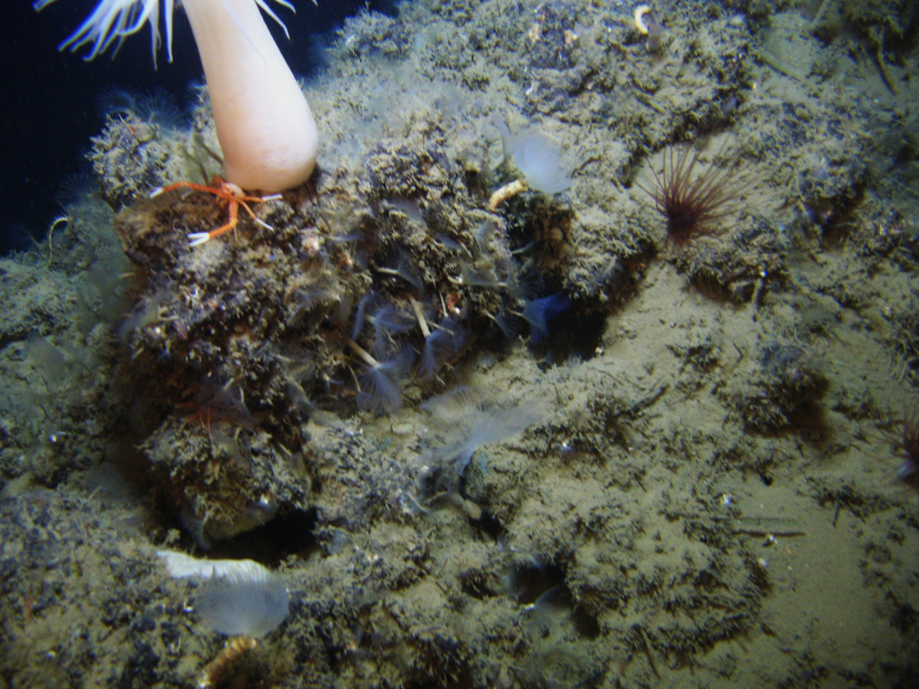 An outcrop with numerous tube worms with feeding tentaclesextended, a large white anemone, a brown cerianthid anemone, and anorange and white squat lobster