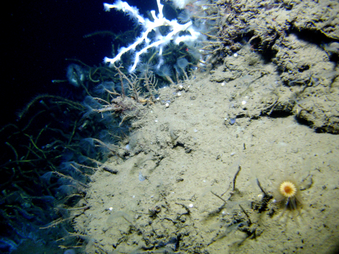 An outcrop in a cold seep area with numerous tube worms with feeding tentaclesextended, white lophelia pertusa coral with polyps extended, a tangle oflamellibrachian tube worms seen below and to the left, and an orangeyellow cup coral