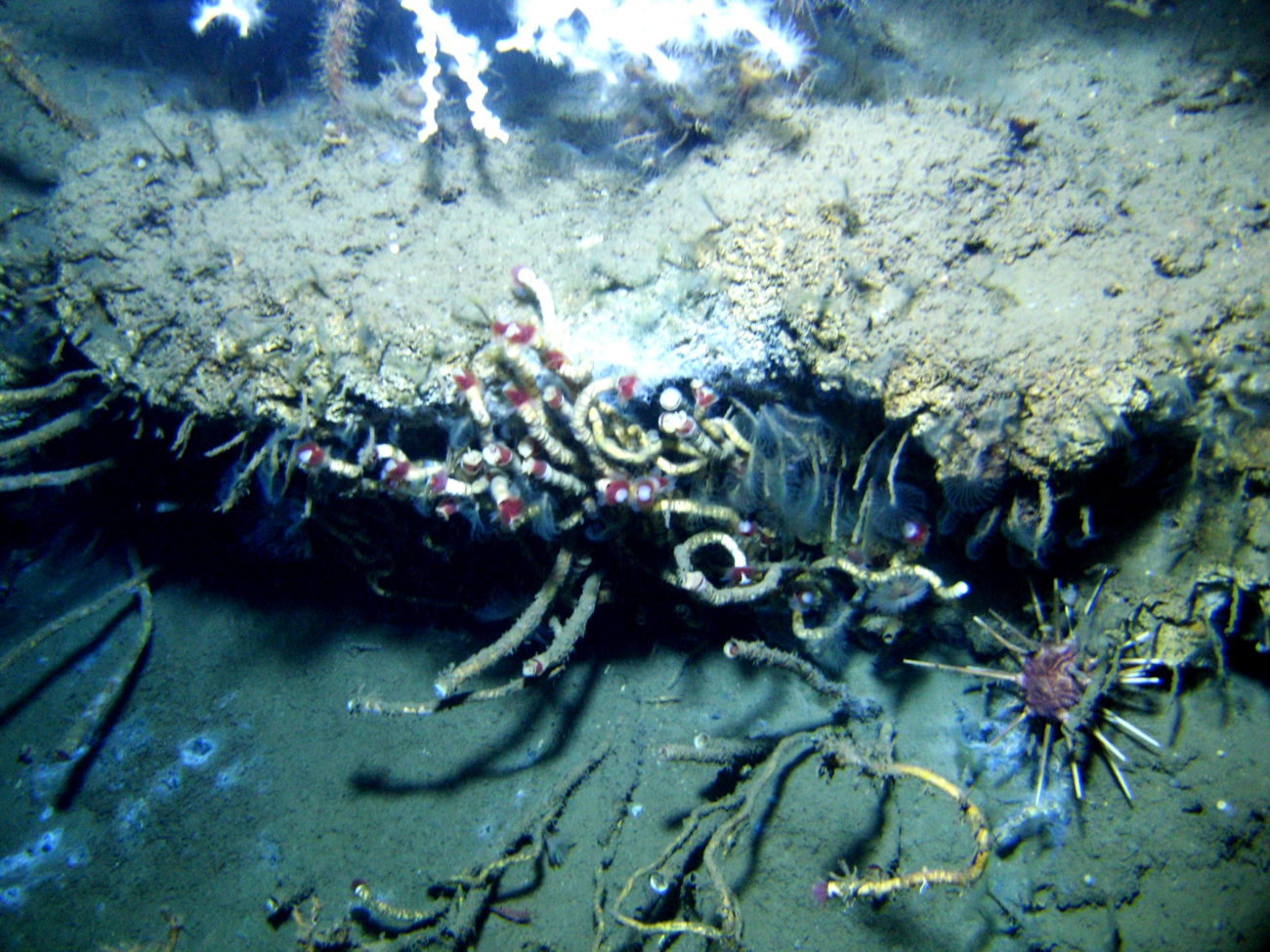 An outcrop in a cold seep area with lamellibrachian tube worms with red tips and smaller tube worms with feeding tentacles extended