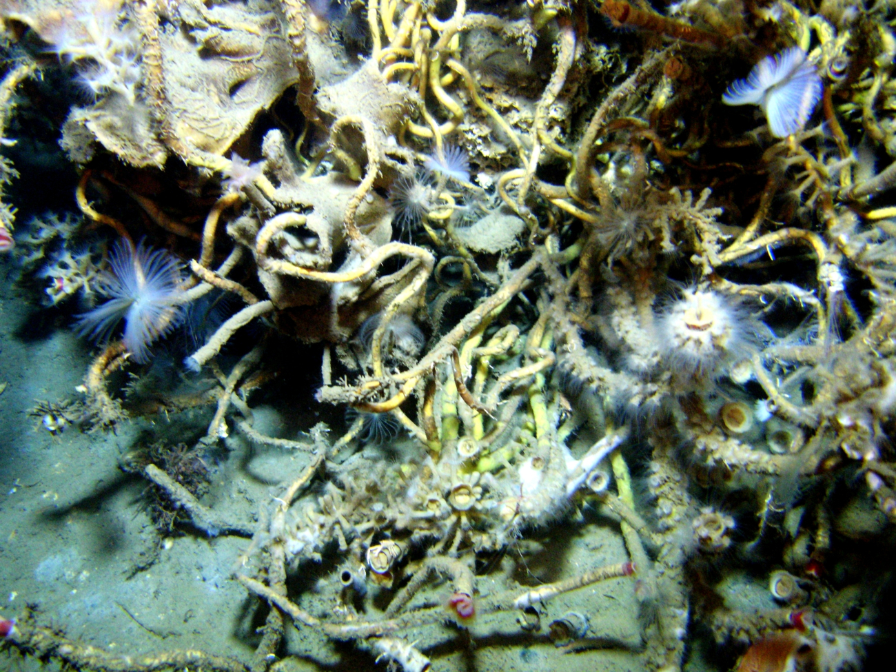 An outcrop in a cold seep area with numerous tube worms with feeding tentaclesextended intermixed with cold seep lamellibrachian tube worms with red tips