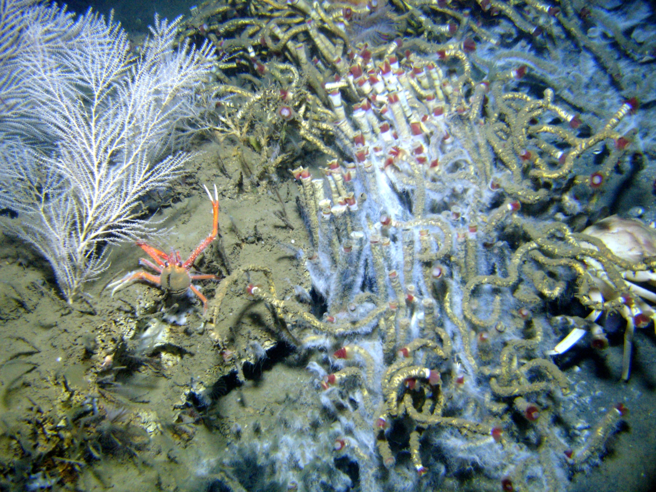 An intertangled mass of lamellibrachian tube worms covered with white bacterialmat material, smaller tube worms with tentacles extended, an orange and whitesquat lobster, a large golden crab (Chaceon fenneri), and a white bamboo coralbush