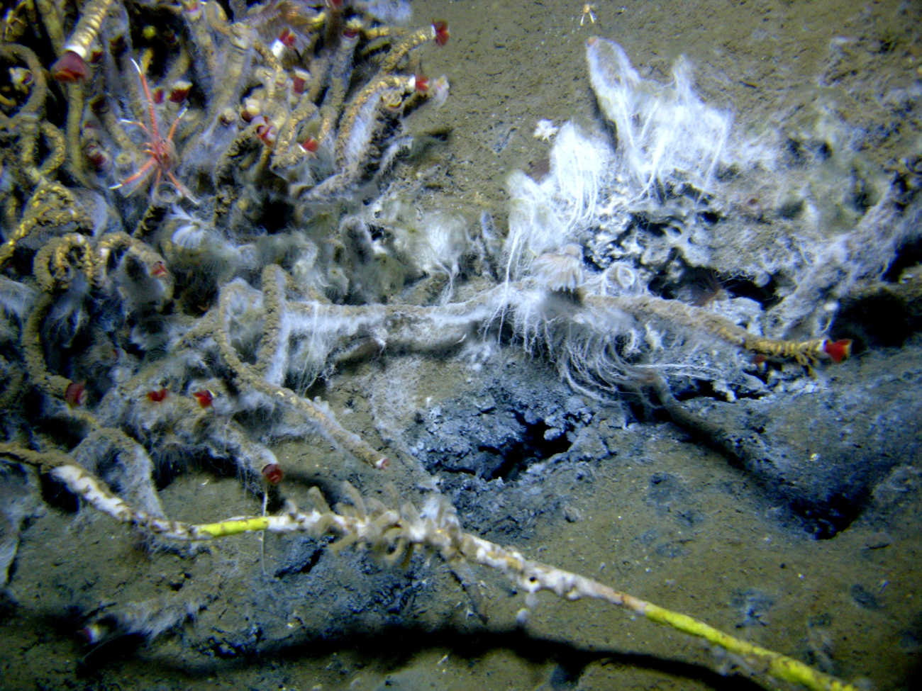 Lamellibrachian tube worms, an orange and white squat lobster, and whitefilamentous bacterial material at a cold seep site