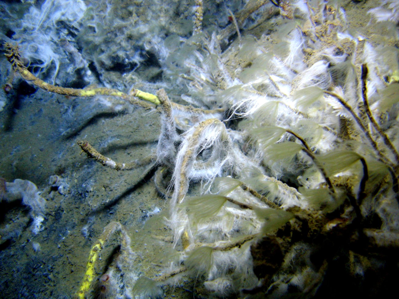 Lamellibrachian tube worms with white filamentous bacterial material at a coldseep site
