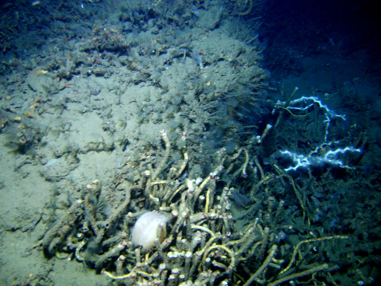 Lamellibrachian tube worms at a cold seep