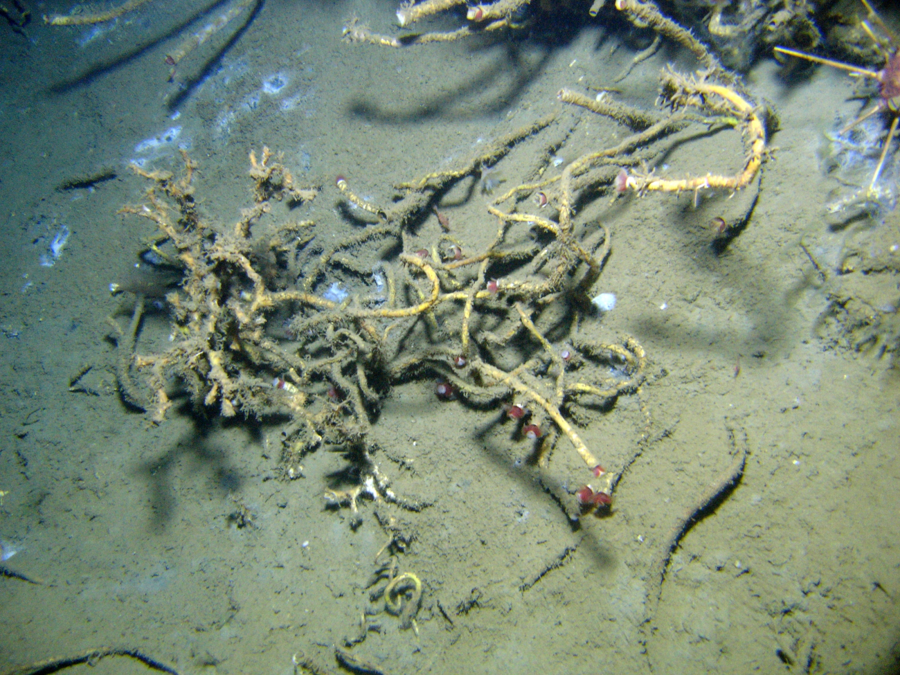 A cold seep site with lamellibrachian tube worms