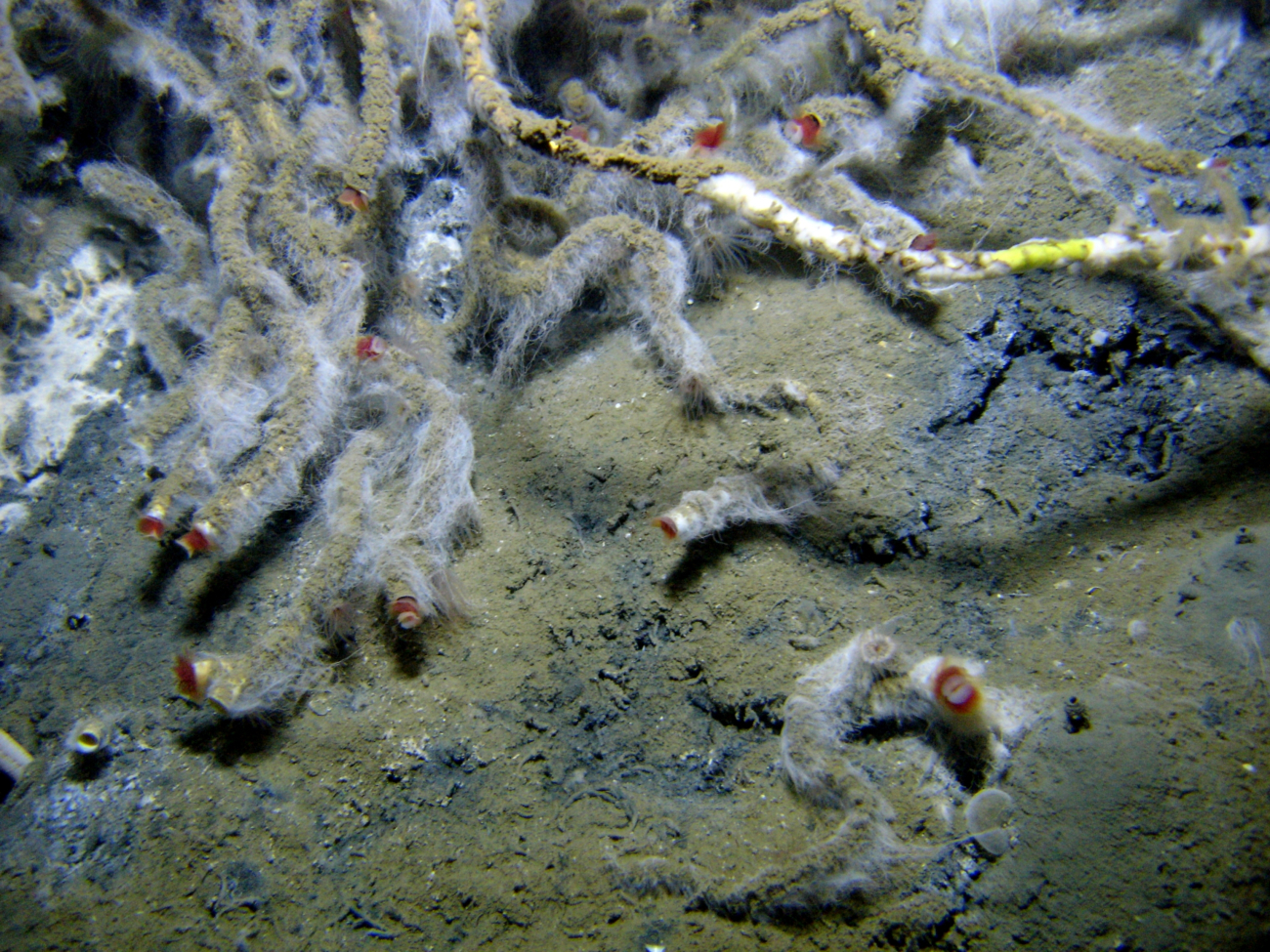 Lamellibrachian tube worms and filamentous white bacterial mat at a cold seepsite