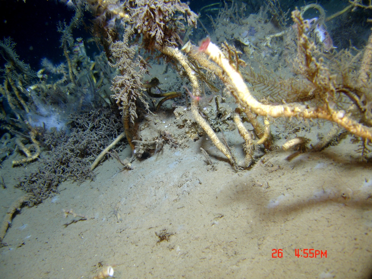 A cold seep site with lamellibrachian tube worms