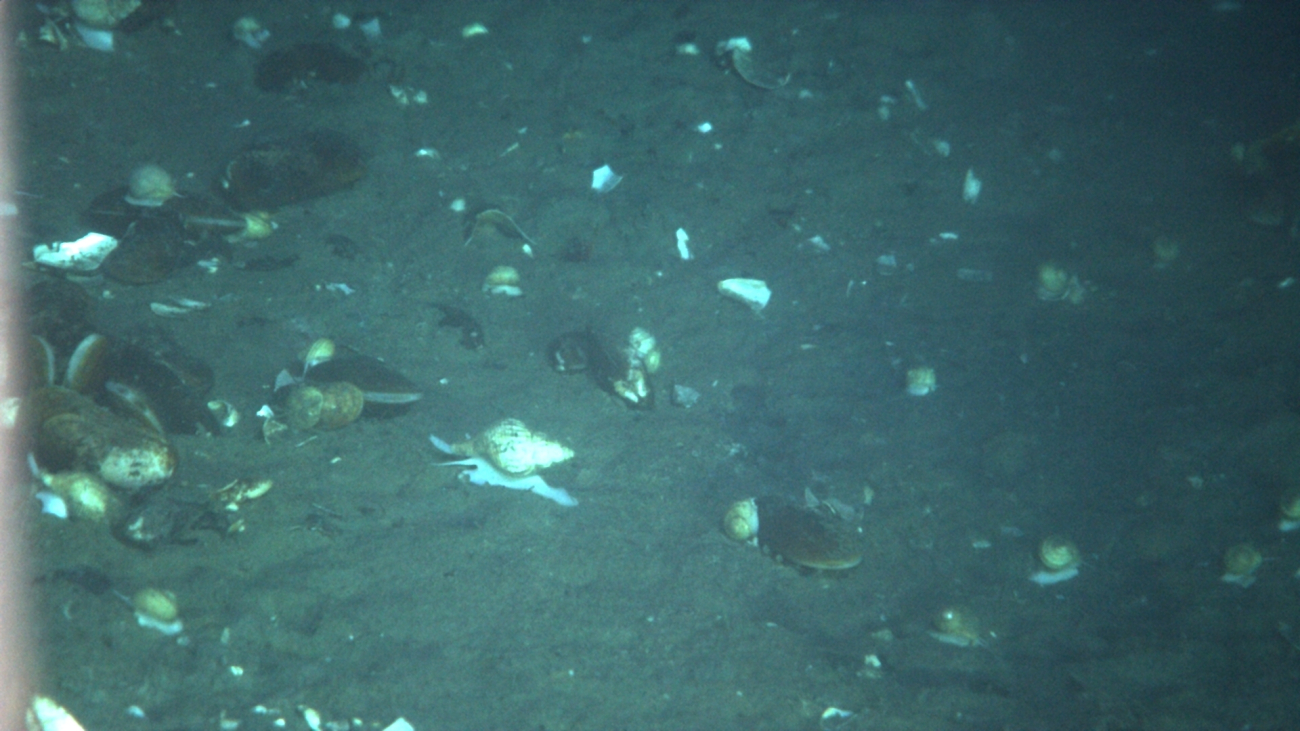 Mussels and whelks at a cold seep site
