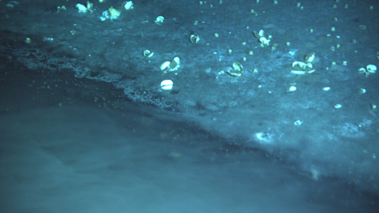 Chemosynthetic mussels along the edge of a brine pool