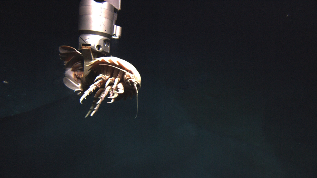 The manipulator arm of the ROV grabbing the dead isopod seen in the previous two images
