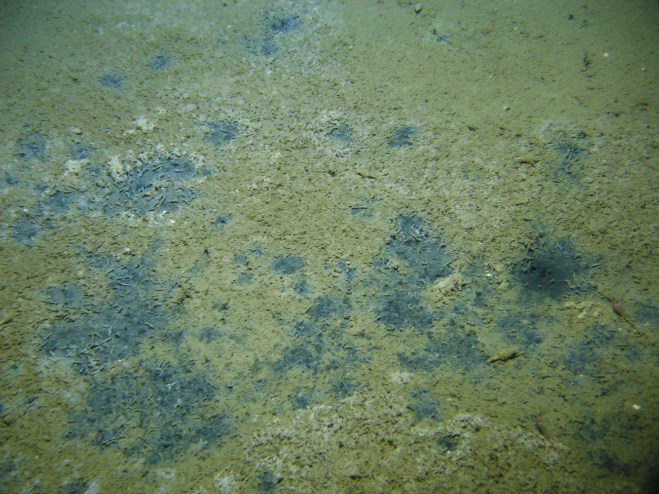 Small tube worms, two shrimp, and a gastropod are seen at a cold seep site