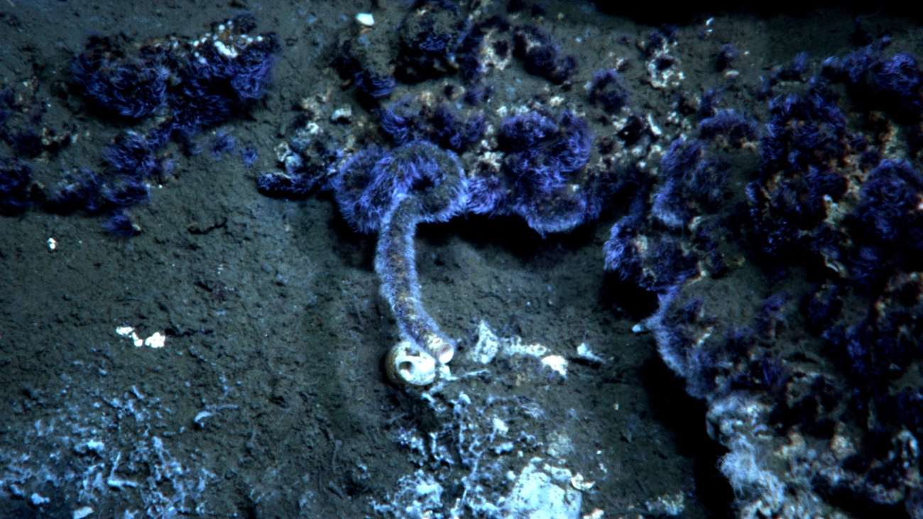 Purple fuzzy material, probably bacterial,  at a cold seepsite with at least one live lamellibrachian tube worm
