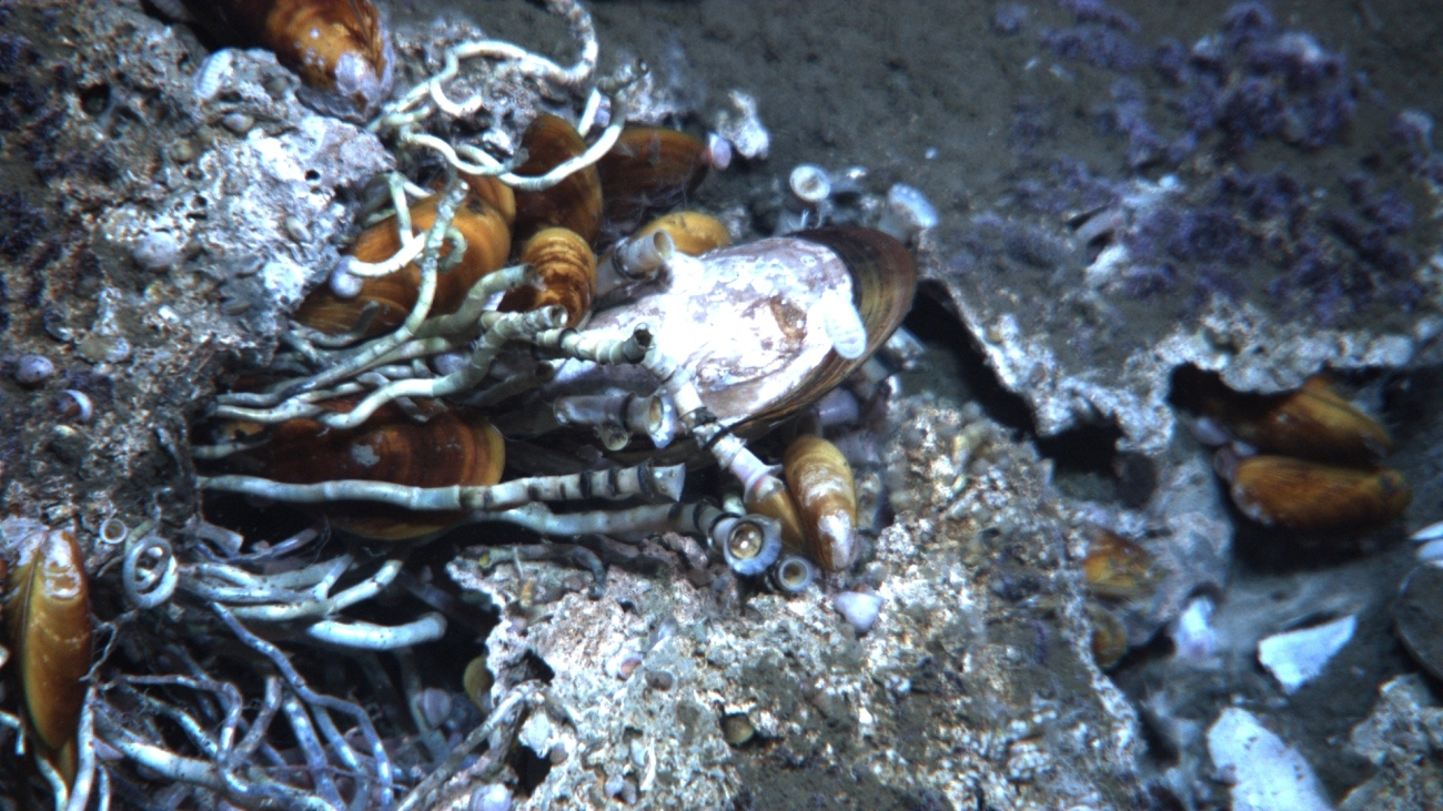 A cold seep site with lamellibrachian tube worms, mussels, and at least threespecies of gastropods including two white chitons visible in image