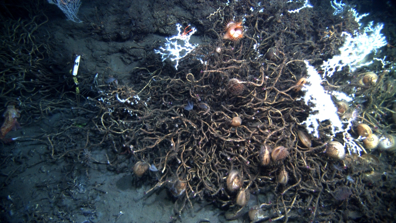 Cold seep site with lamellibrachian tube worms and acesta clams