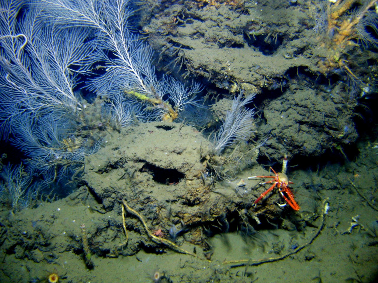 A cold seep site with a few lamellibranchian tube worms, a Callogorgia americana coral bush, and a large orange and white squat lobster