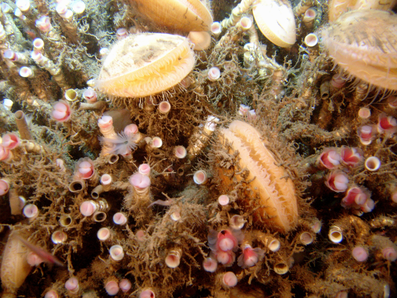A thicket of lamellibrachian tube worms with associated acesta clams at a coldseep site