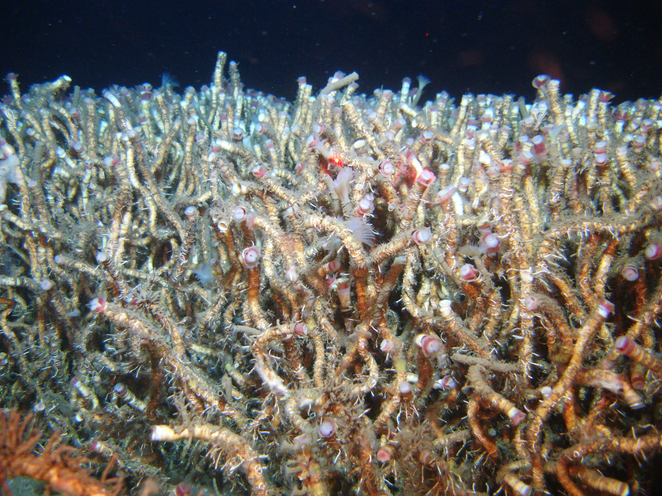A thicket of lamellibrachian tube worms at a cold seep site