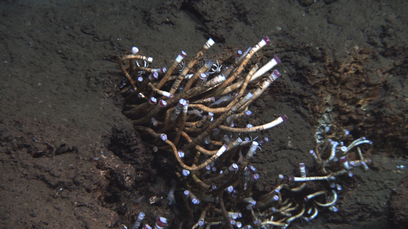 A colony of lamellibrachian tube worms at a cold seep site with white shrimp and a number of white squat lobsters