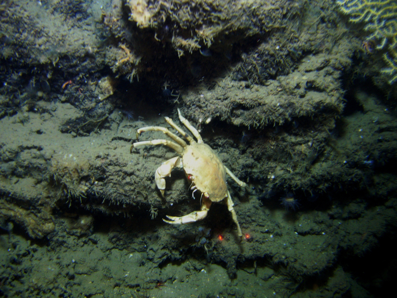 A golden crab (Chaceon fenneri)