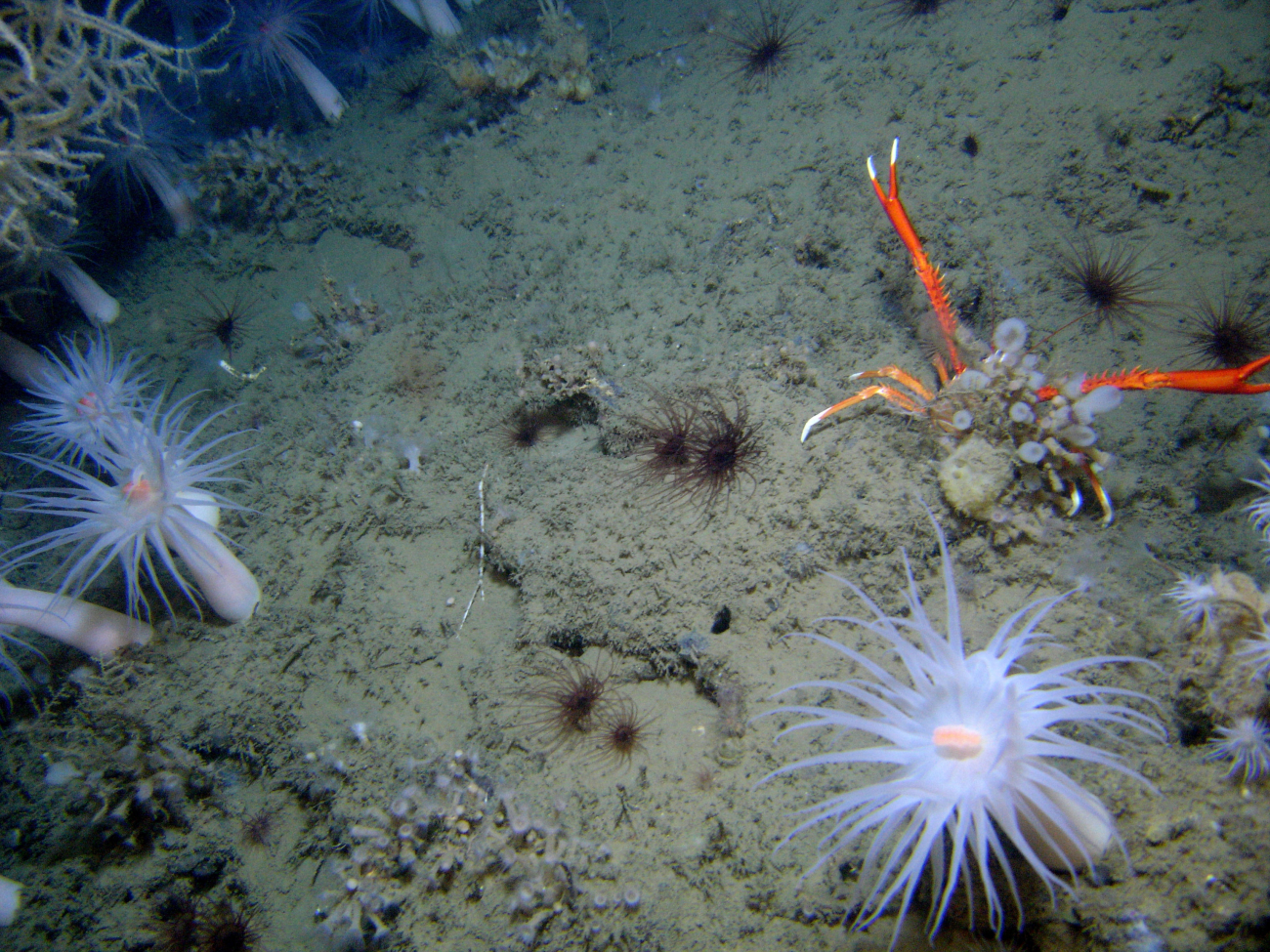 Large white anemones with orange mouth, brown cerianthid anemones, lollipopsponges, and a large orange and white squat lobster with chelae extended